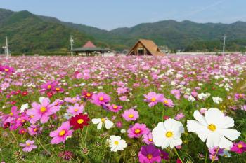 北房コスモス広場 観光写真ダウンロード 写真 動画ライブラリー 旅行会社 岡山観光web 公式 岡山県の観光 旅行情報ならココ