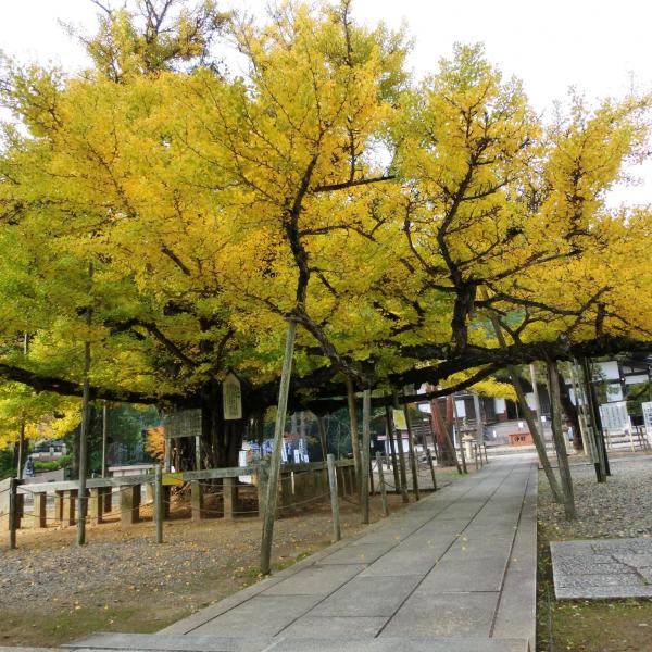 誕生寺
