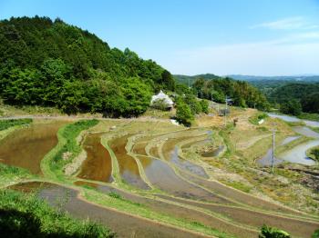 上籾棚田