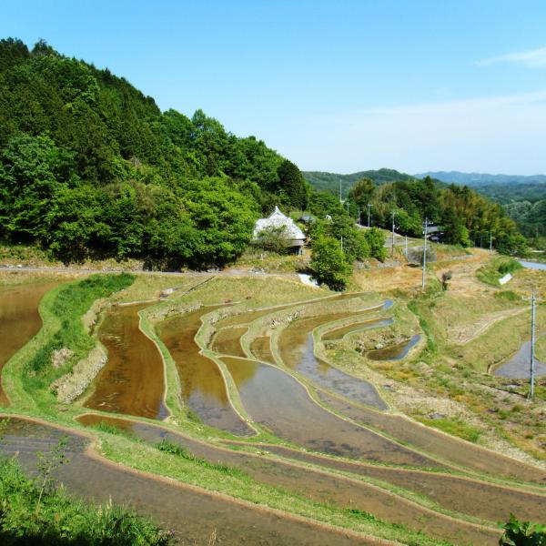 上籾棚田