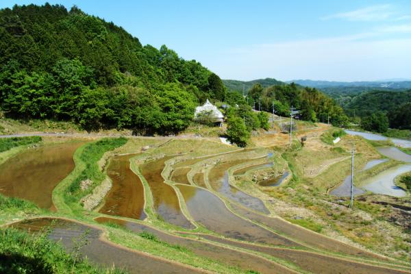 上籾棚田