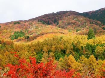 岡山県立森林公園