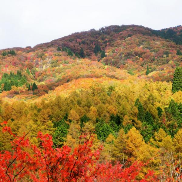 岡山県立森林公園