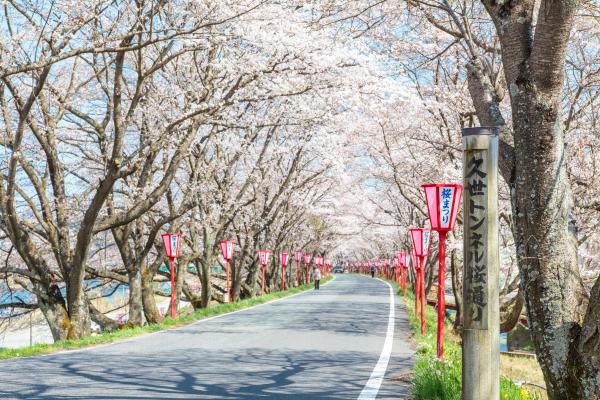 久世トンネル桜