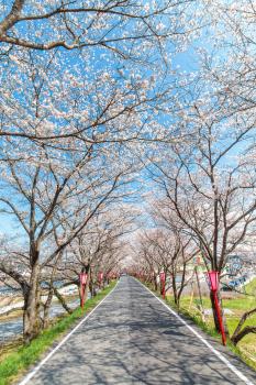 久世トンネル桜（縦）
