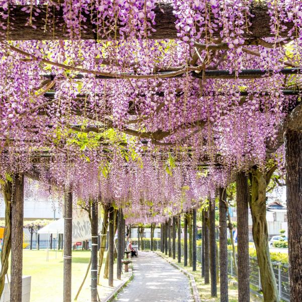 渋川公園（縦）