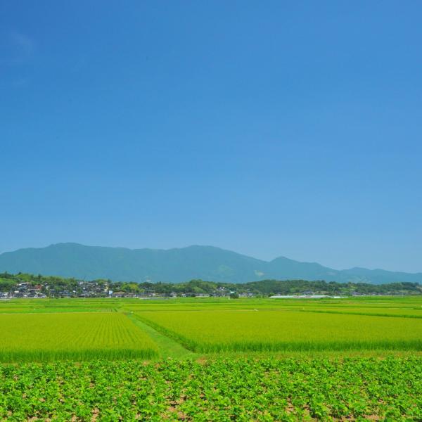黒豆（作州黒）畑