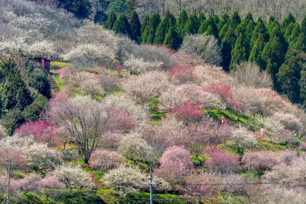津山市神代梅の里公園
