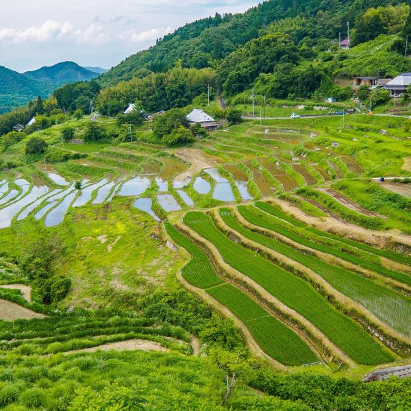 上山棚田