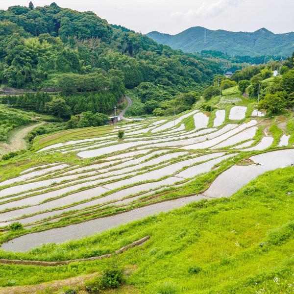 上山棚田