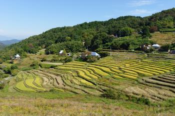 上山棚田