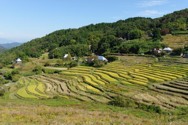 上山棚田