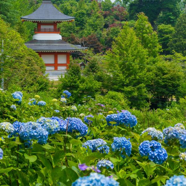 大聖寺（縦）